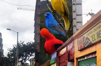 Aves de Bogotá por Mantra